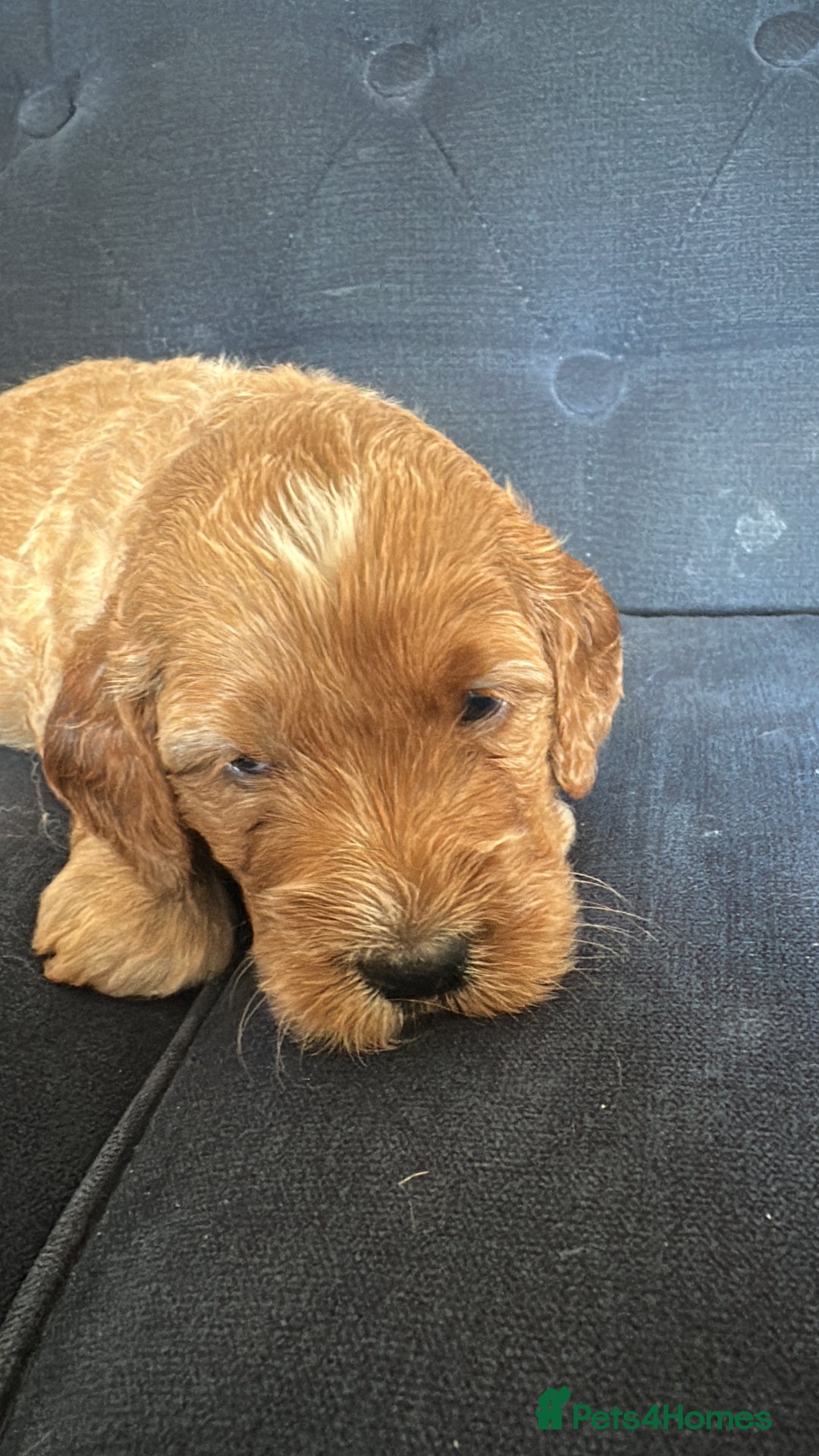 Irish Doodle dogs for sale: Gorgeous Miniature F1 Irish Doodles - Image 29