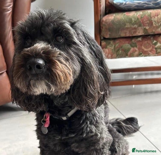 Cockapoo dogs Cockapoo, black, 3yrs - Advert 10
