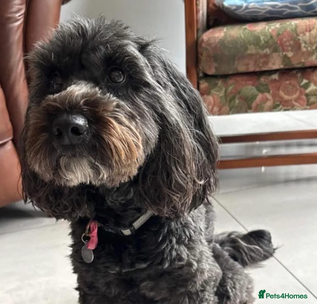 Cockapoo dogs for sale: Cockapoo, black, 3yrs - Advert 1