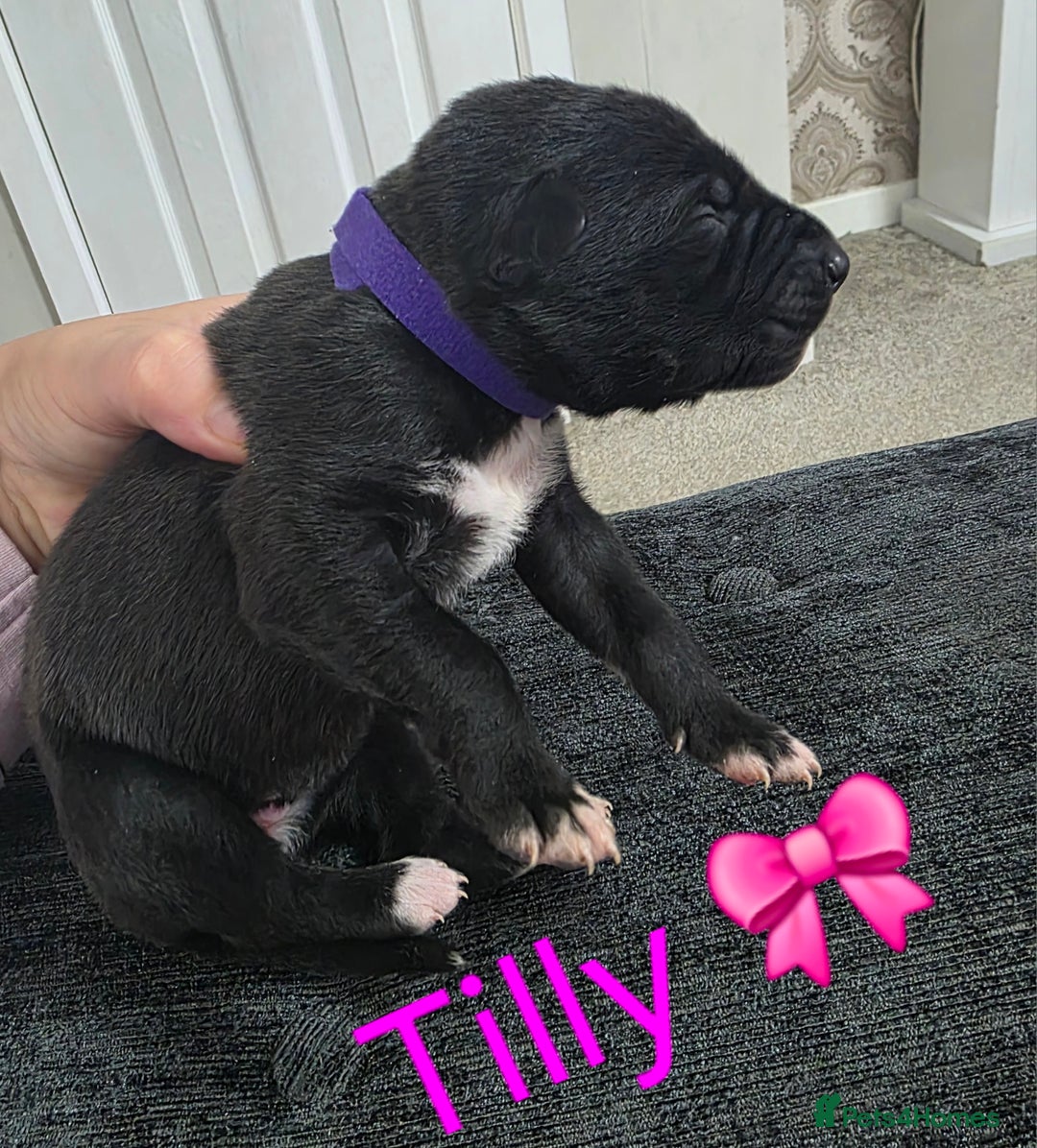 Mixed Breed dogs for sale: Saluki collie bull whippet greyhound pups - Advert 6