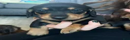 Miniature Dachshund dogs for sale: Bunny miniature dachshund  - Advert 8