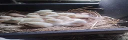 Chickens poultry for sale: Light Sussex Bantams, Bantam hen with 18 chick's  - Advert 3