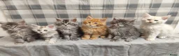Maine Coon cats for sale: Beautiful Maine Coon Kittens – for Loving Homes - Advert 5