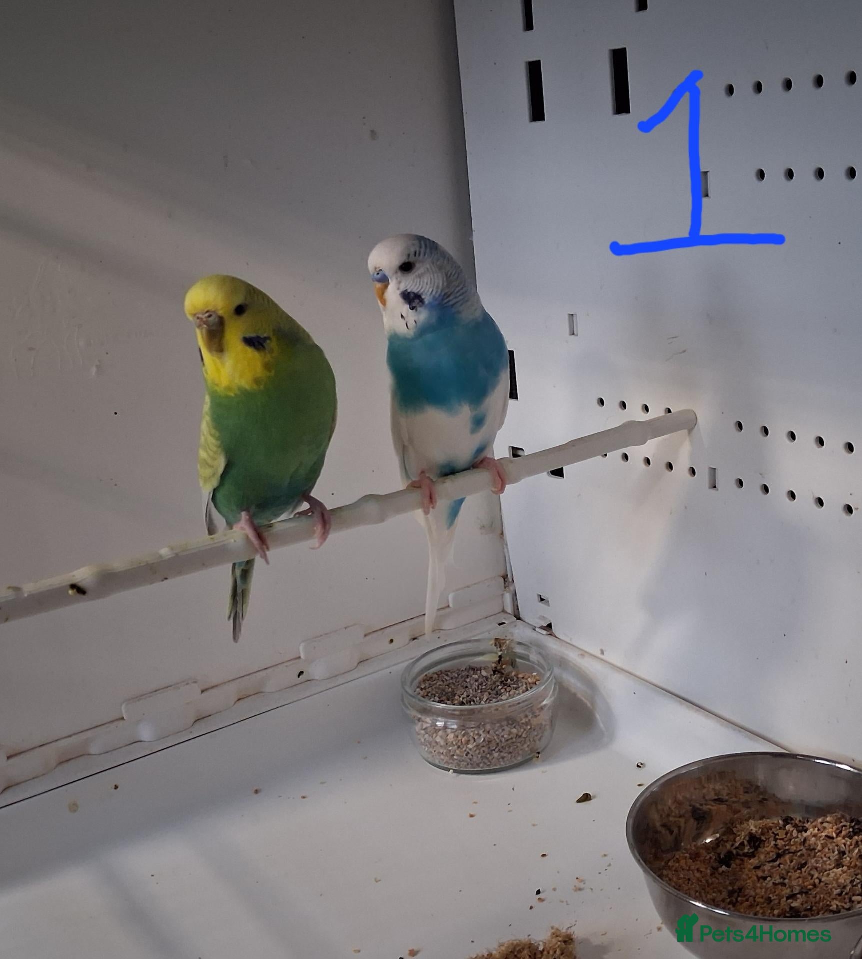 Budgerigars birds for sale: Budgies breeding pairs  - Advert 1