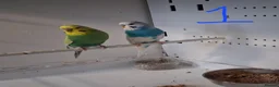 Budgerigars birds for sale: Budgies breeding pairs  - Advert 1