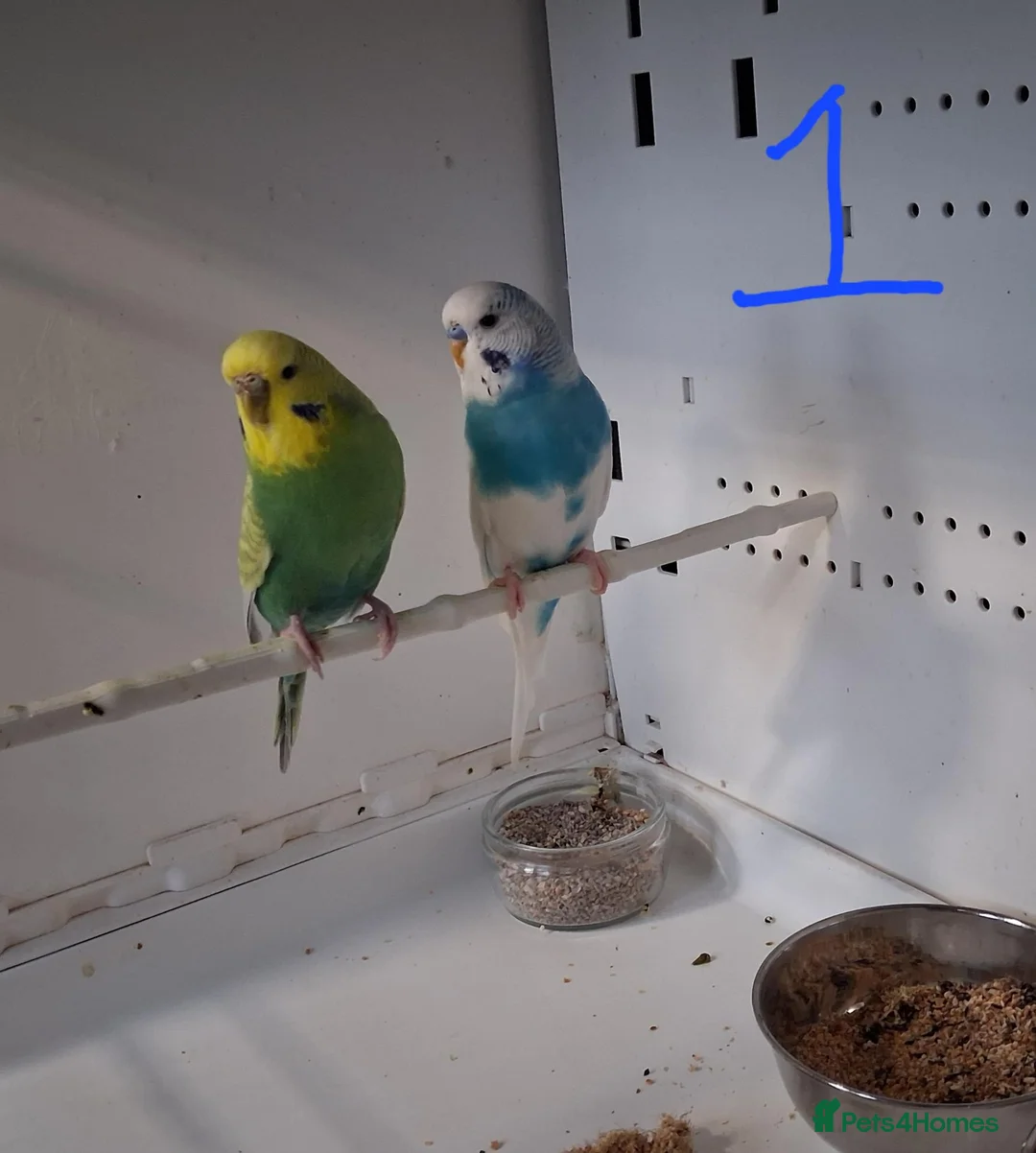 Budgerigars birds for sale: Budgies breeding pairs  - Advert 1