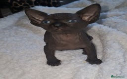 Sphynx cats for sale: Beautiful Canadian Sphynx kittens purebreed  - Image 13