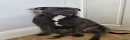 Staffordshire Bull Terrier dogs for sale: 🩵beautiful blue staffie puppies💙 - Advert 3