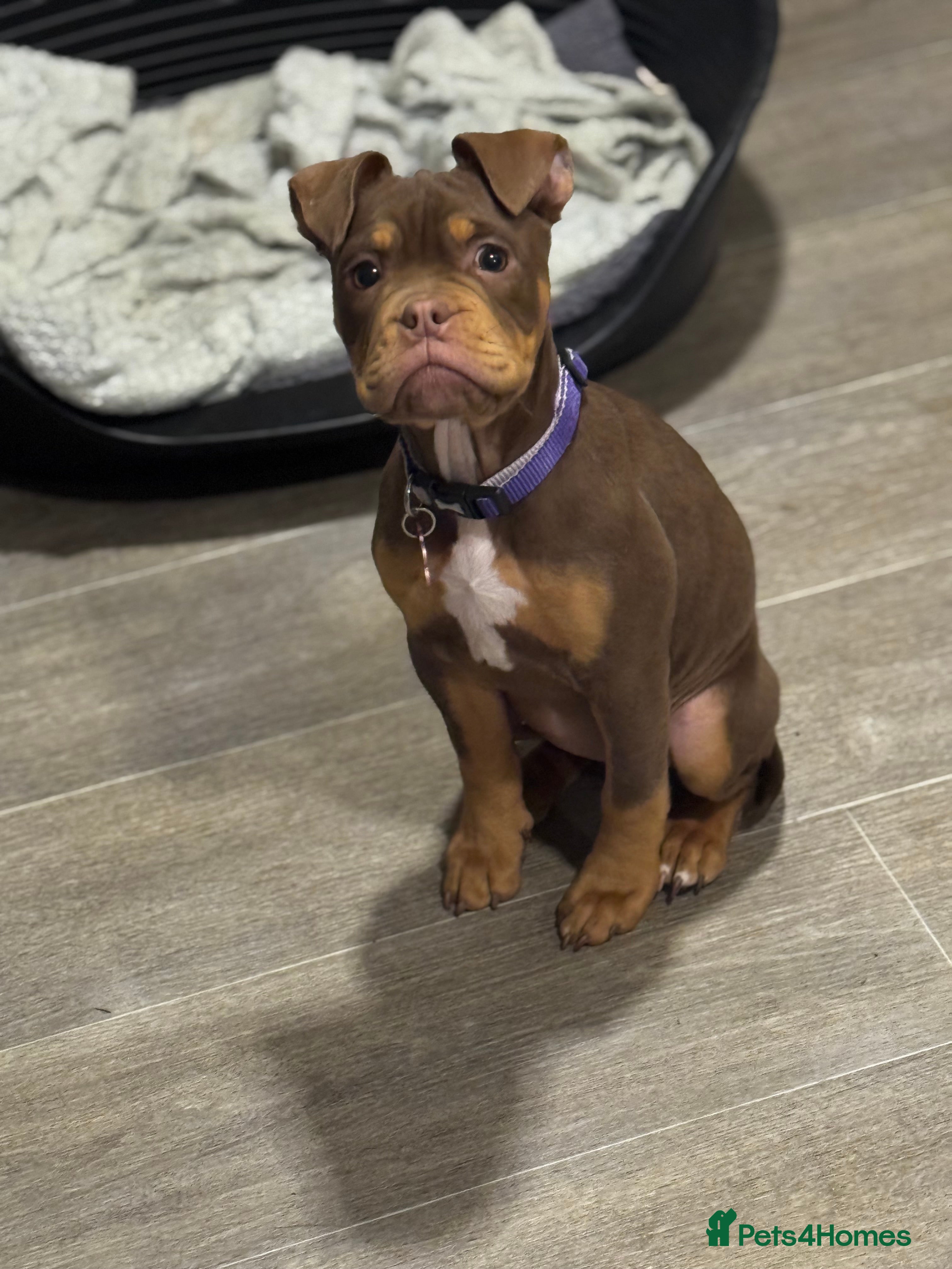 English Bulldog dogs Female English Bulldog  - Advert 15