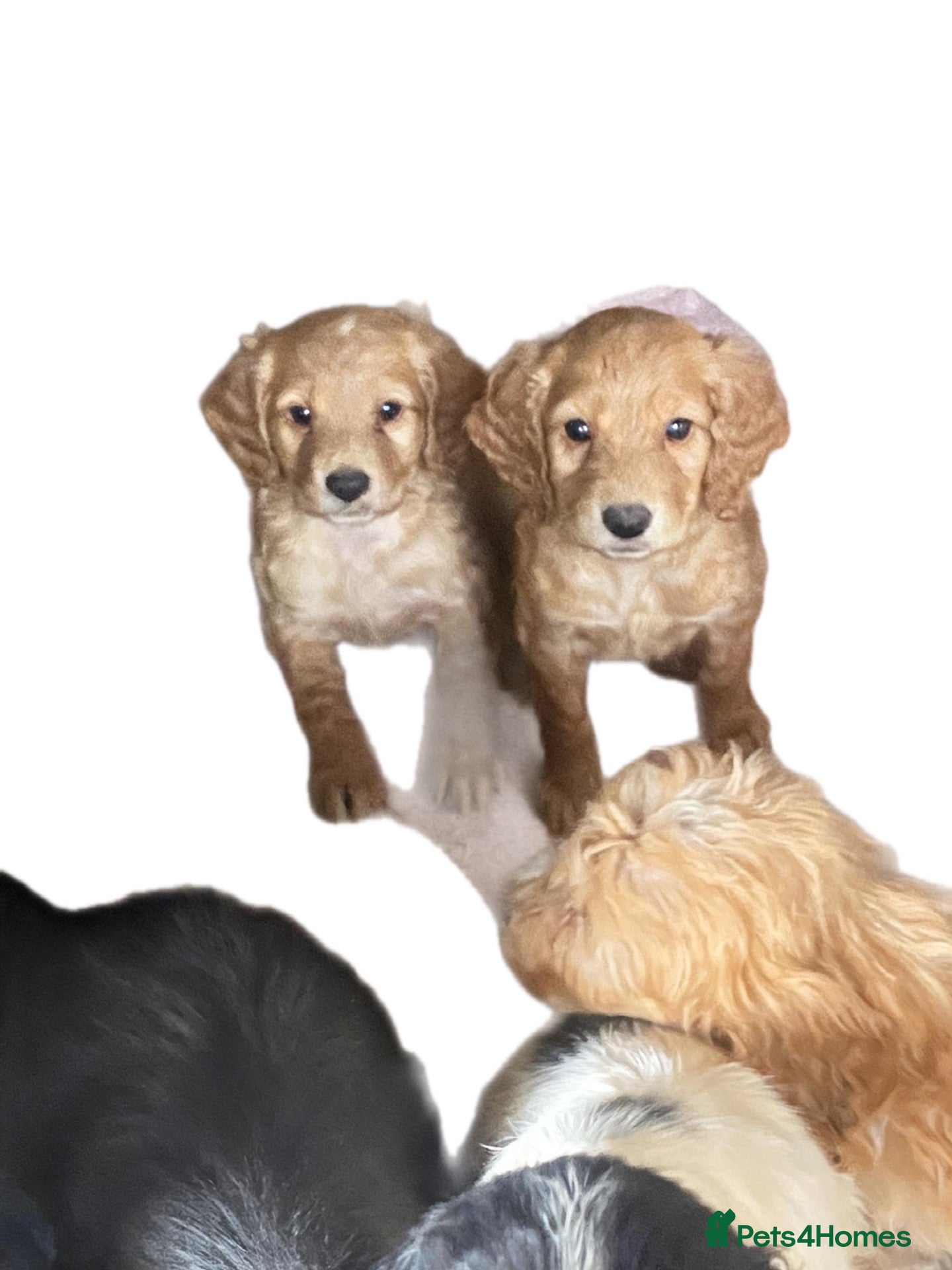 Cockapoo dogs Cockapoo puppys - Advert 1