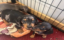 Dachshund dogs for sale: READY to leave dachshund puppy’s for sale  - Image 33