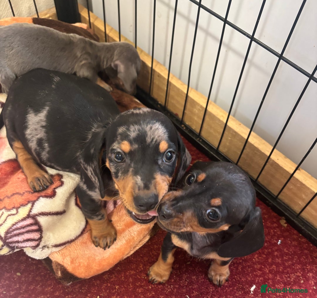 Dachshund dogs for sale: READY to leave dachshund puppy’s for sale  - Image 33