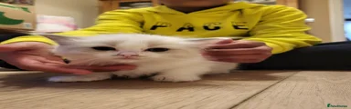Ragdoll Kitten 3