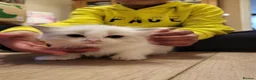 Ragdoll cats for sale: Beautiful calm and confident Ragdoll kittens - Advert 8