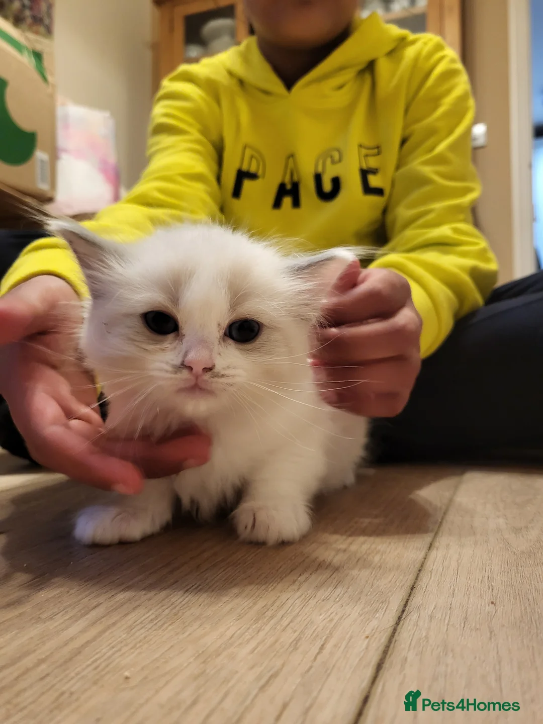Ragdoll cats for sale: Beautiful calm and confident Ragdoll kittens - Advert 8