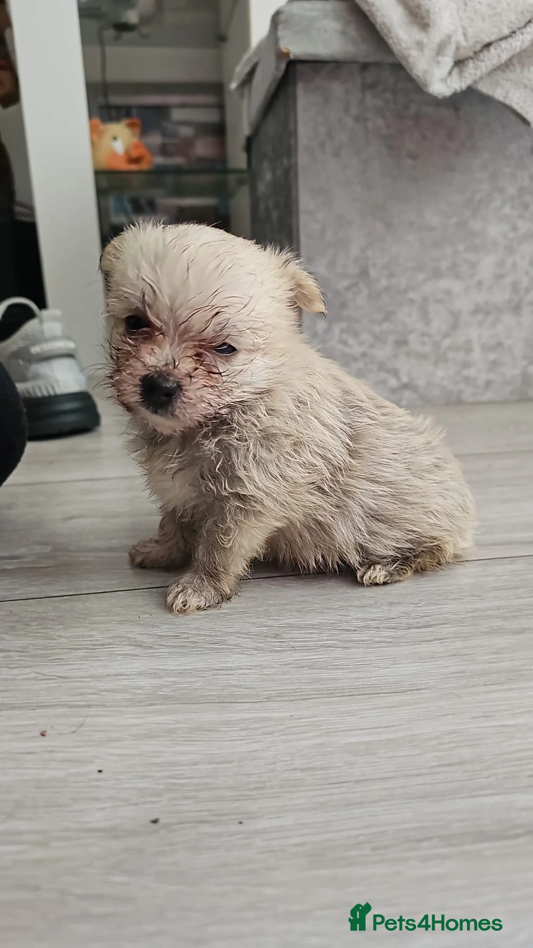 Mixed Breed dogs for sale: 2 pom yorkies  - Advert 2