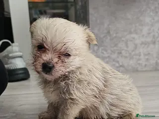 Mixed Breed dogs 2 pom yorkies - Advert 1