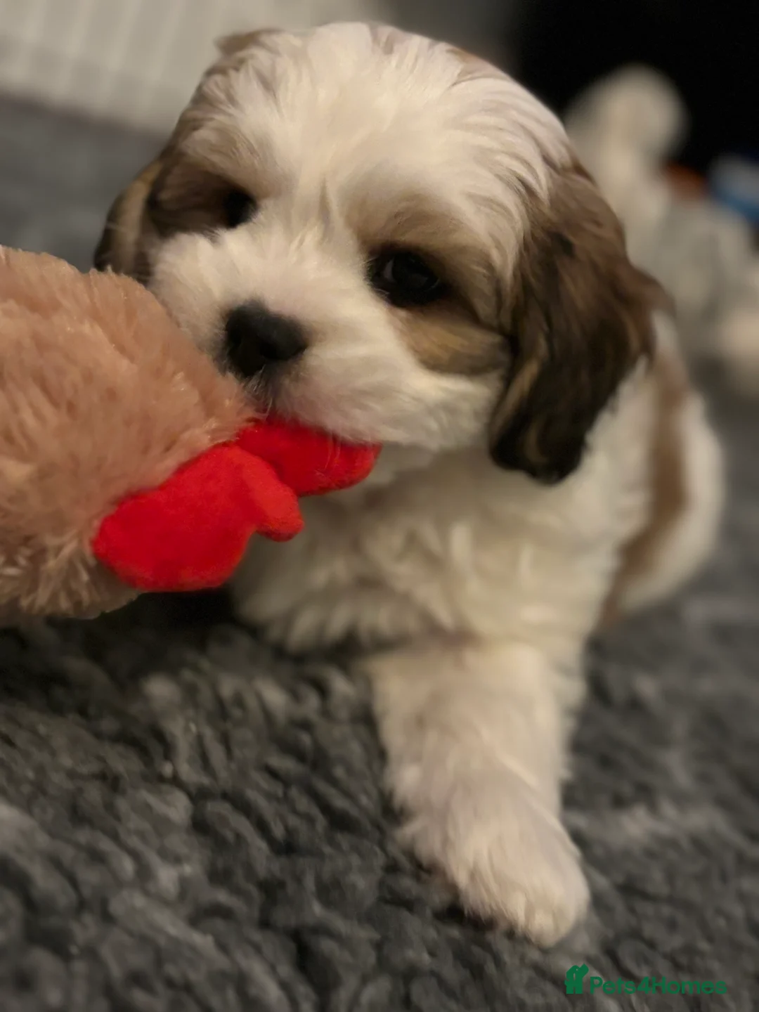 Mixed Breed dogs for sale: Now good to go . - Advert 2