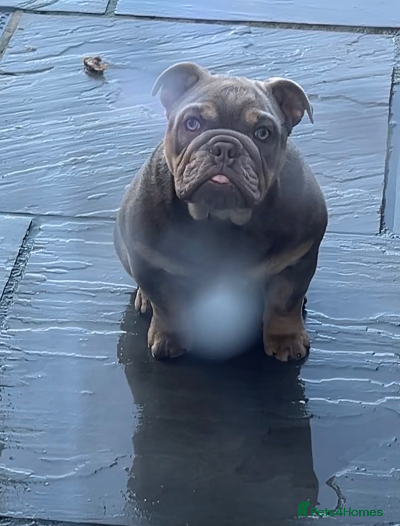 English Bulldog dogs Lilac and tan KC registered English bulldog - Advert 3