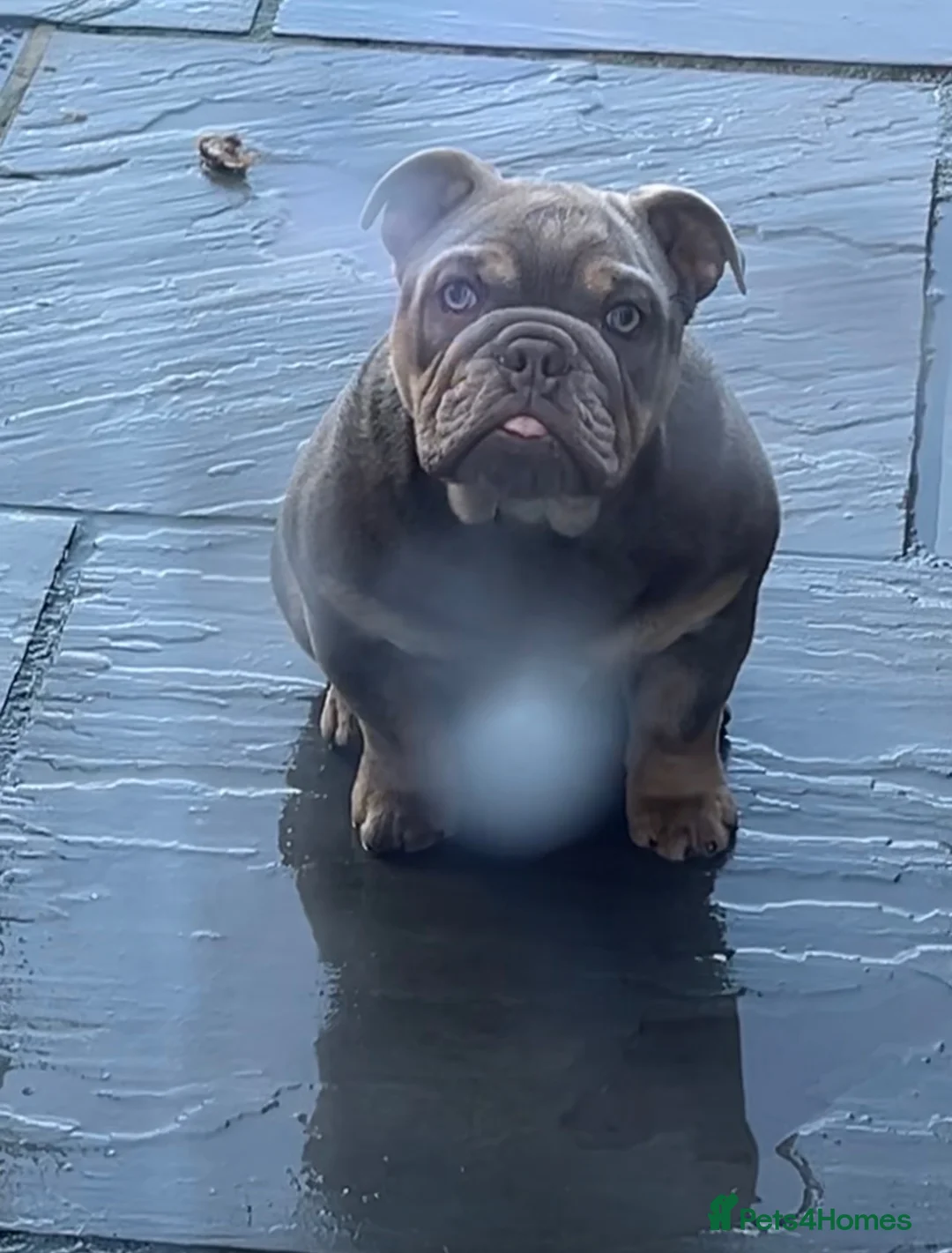 English Bulldog dogs for sale: Lilac and tan KC registered English bulldog in Harrogate - Advert 1