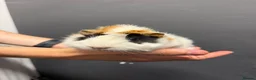 Guinea Pig rodents for sale: Female Guinea pigs  - Advert 3