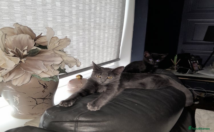 Oriental cats - Advert 1