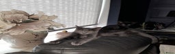 Oriental cats for sale: Two solid Blue Oriental mix girls - Advert 1