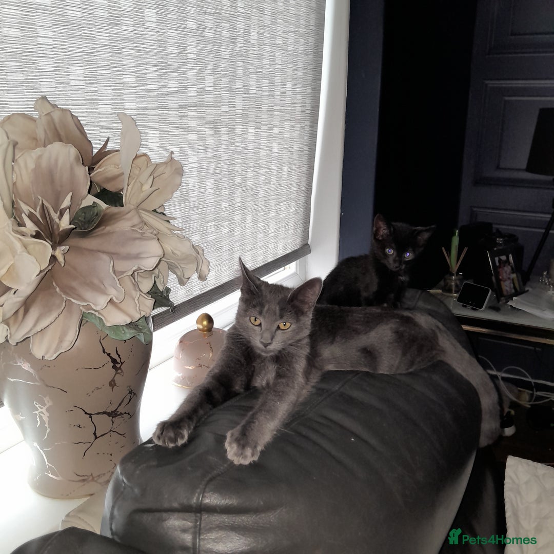 Oriental cats for sale: Two solid Blue Oriental mix girls - Image 1