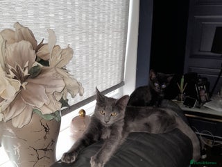 Oriental cats - Advert 17