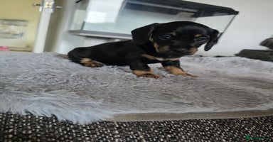 Mixed Breed dogs - Advert 4