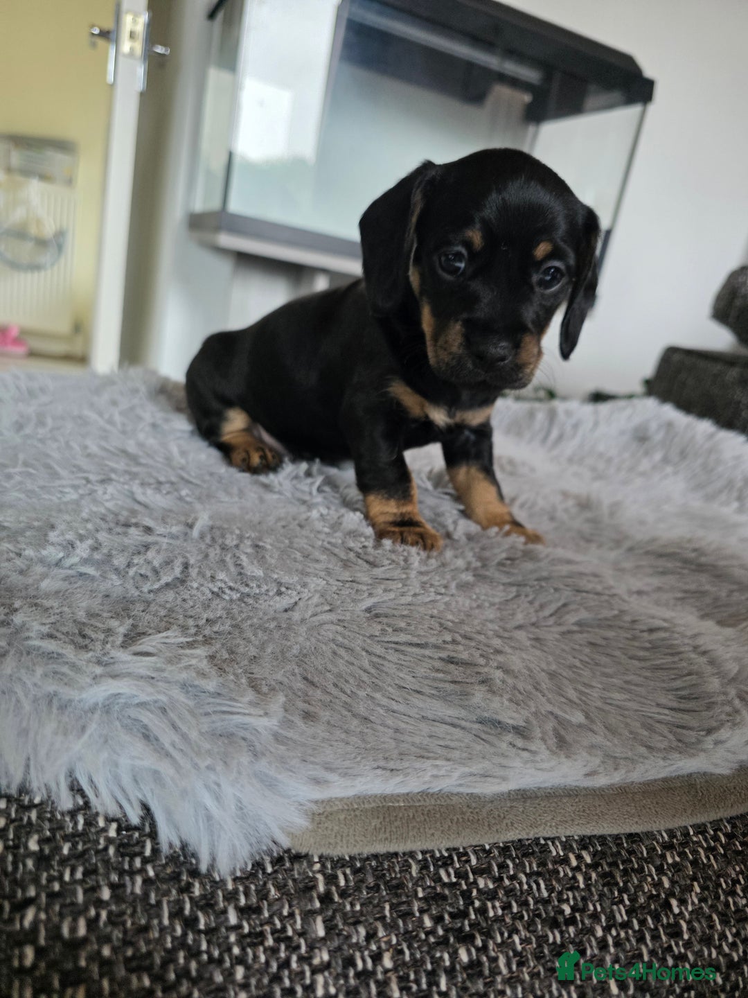 Mixed Breed dogs for sale: Dachshund x terrier puppys - Image 3