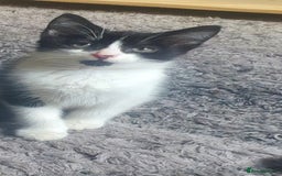 Mixed Breed cats for sale: Beautiful Black & White Tuxedo Kittens - Image 9