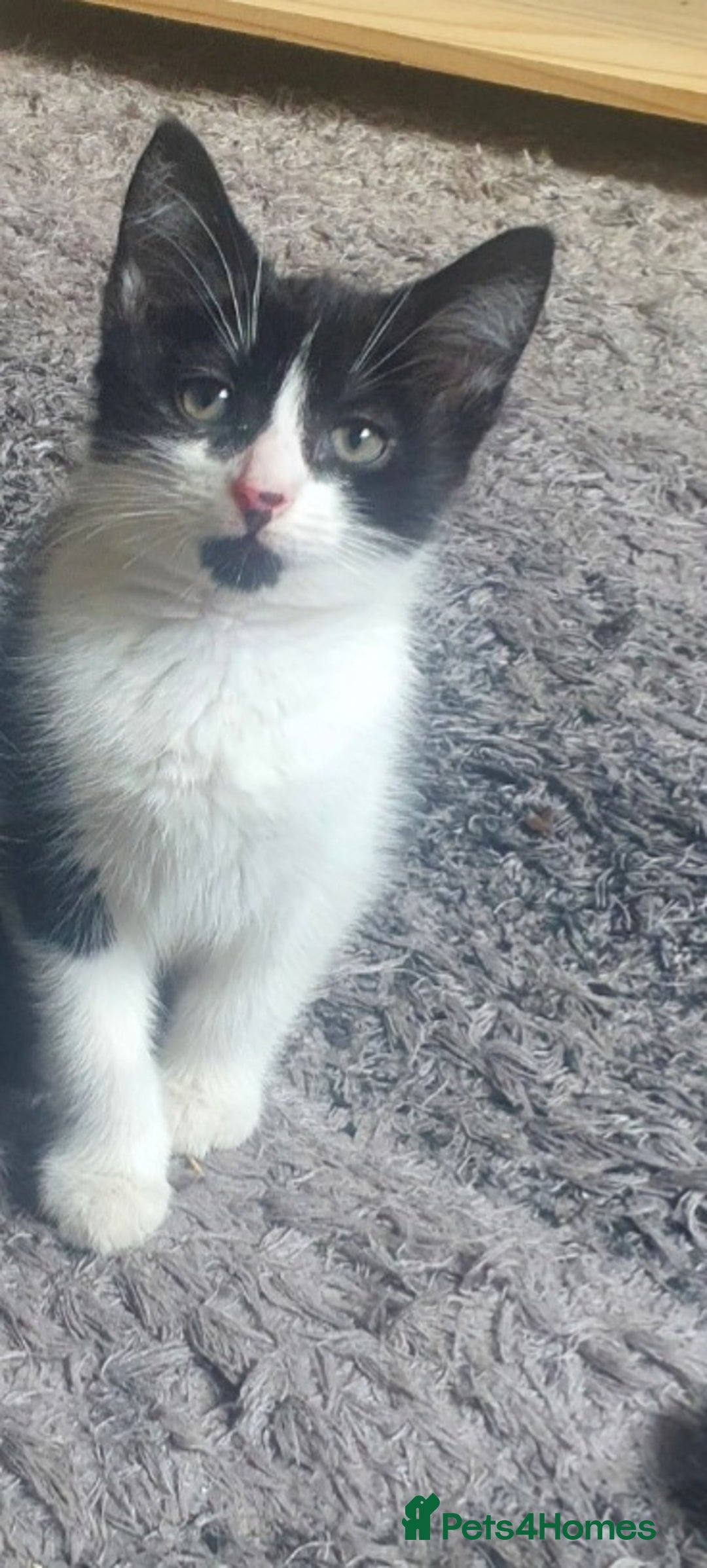 Mixed Breed cats for sale: Beautiful Black & White Tuxedo Kittens - Image 9