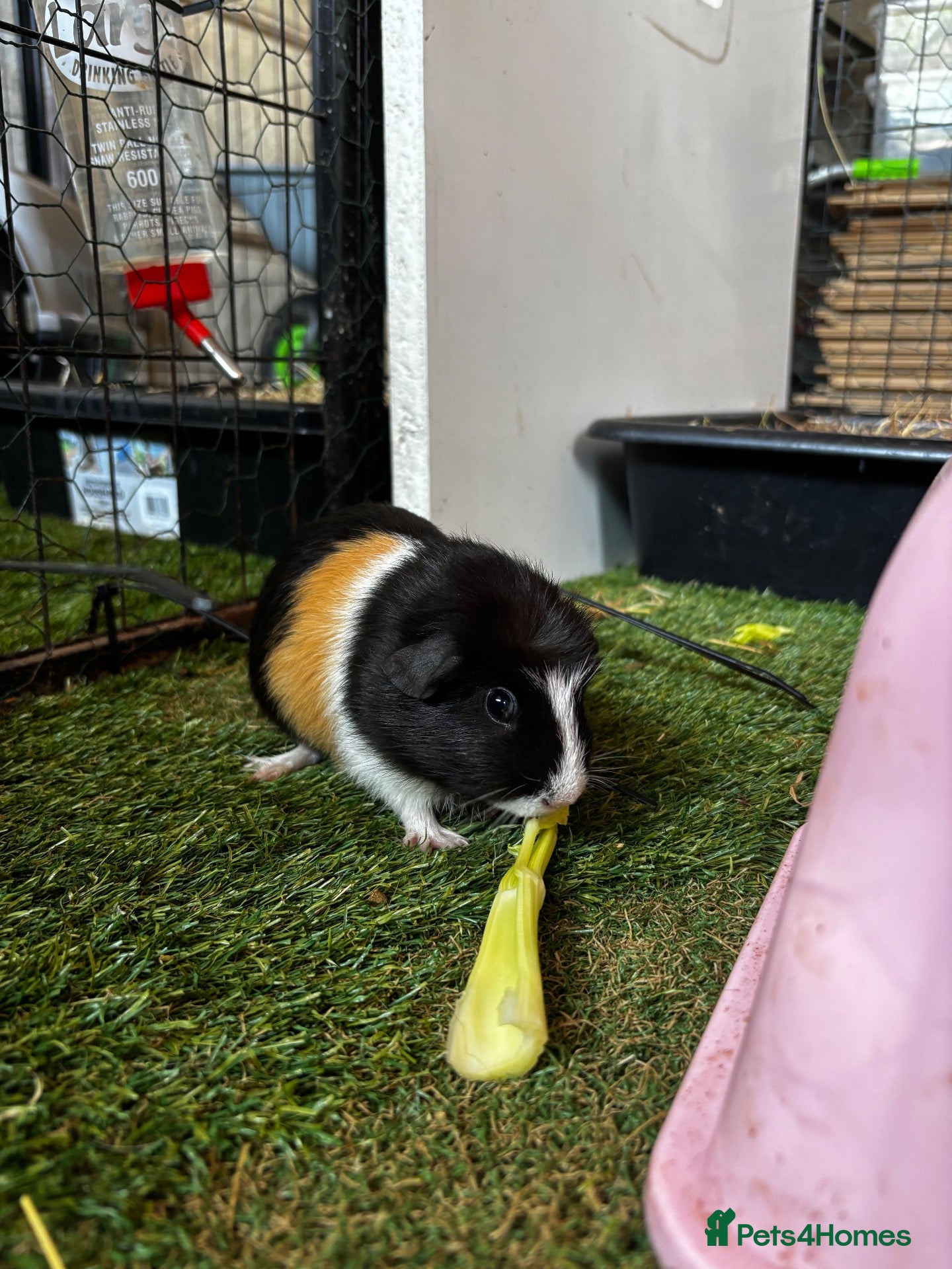 Guinea Pig rodents Female Guinea Pigs - Advert 1