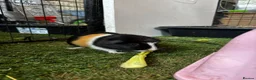 Guinea Pig rodents for sale: Female Guinea Pigs - Advert 1