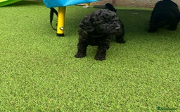 Cockapoo dogs for sale: F1b Cockapoo  - Image 16
