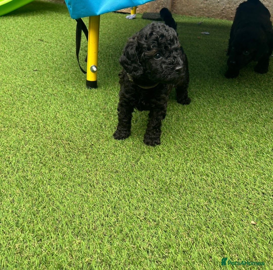 Cockapoo dogs for sale: F1b Cockapoo  - Image 16