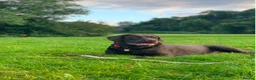 Labrador Retriever dogs for sale: Gorgeous Black Labrador Puppies  - Advert 15