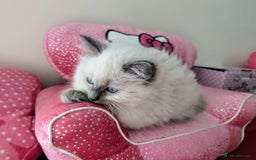 Ragdoll cats for sale: 🐾 Meet our Adorable blue eye ragdoll Crew! 🐾 - Image 6