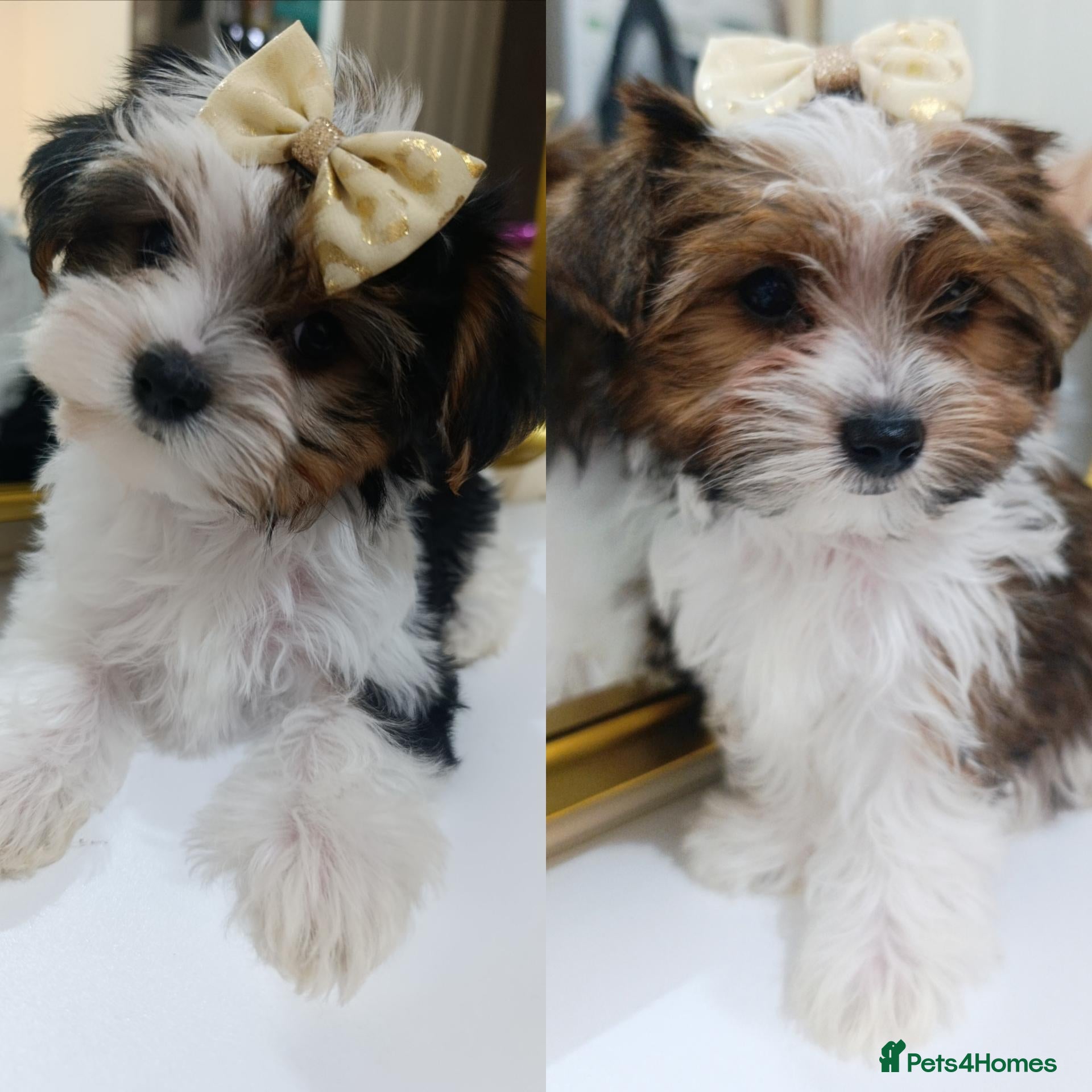Biewer Terrier dogs Biewer Terrier DNA tested 🧬 5 gen Pedigree 📃 - Advert 1