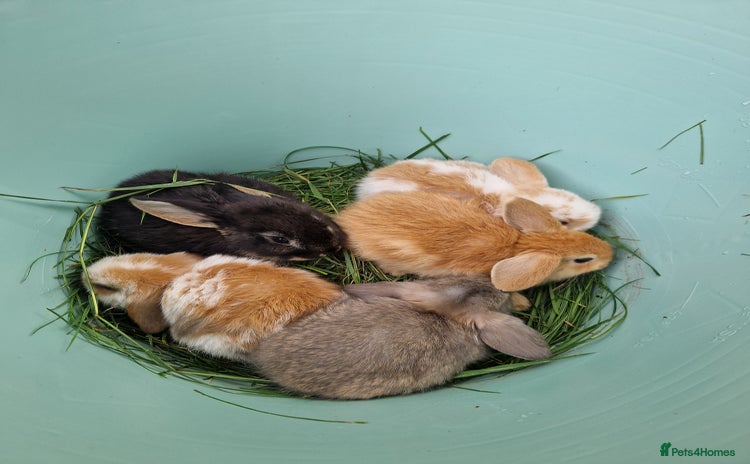 Mini Lop rabbits - Advert 7