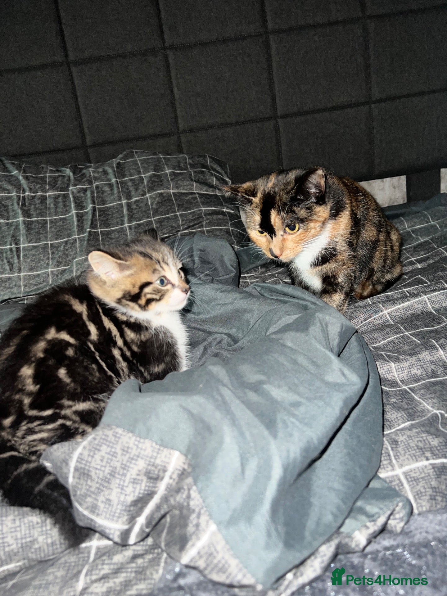 British Shorthair cats for sale: Last kitten for sale  - Advert 3