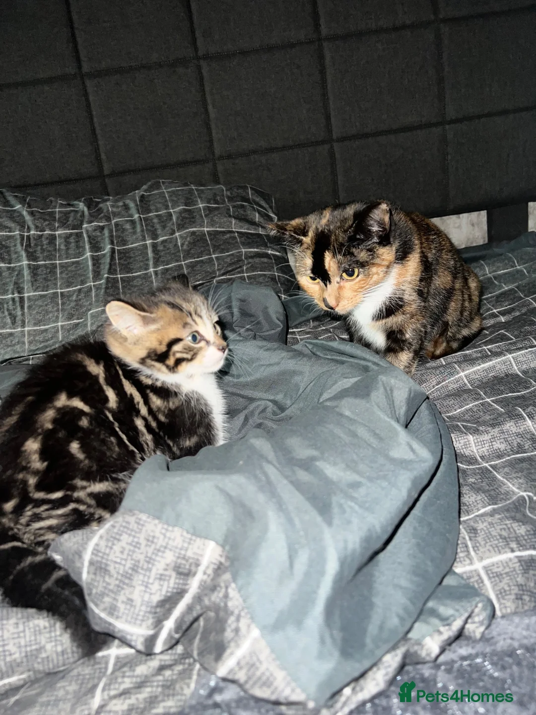 British Shorthair cats for sale: Last kitten for sale  in Glasgow - Advert 1