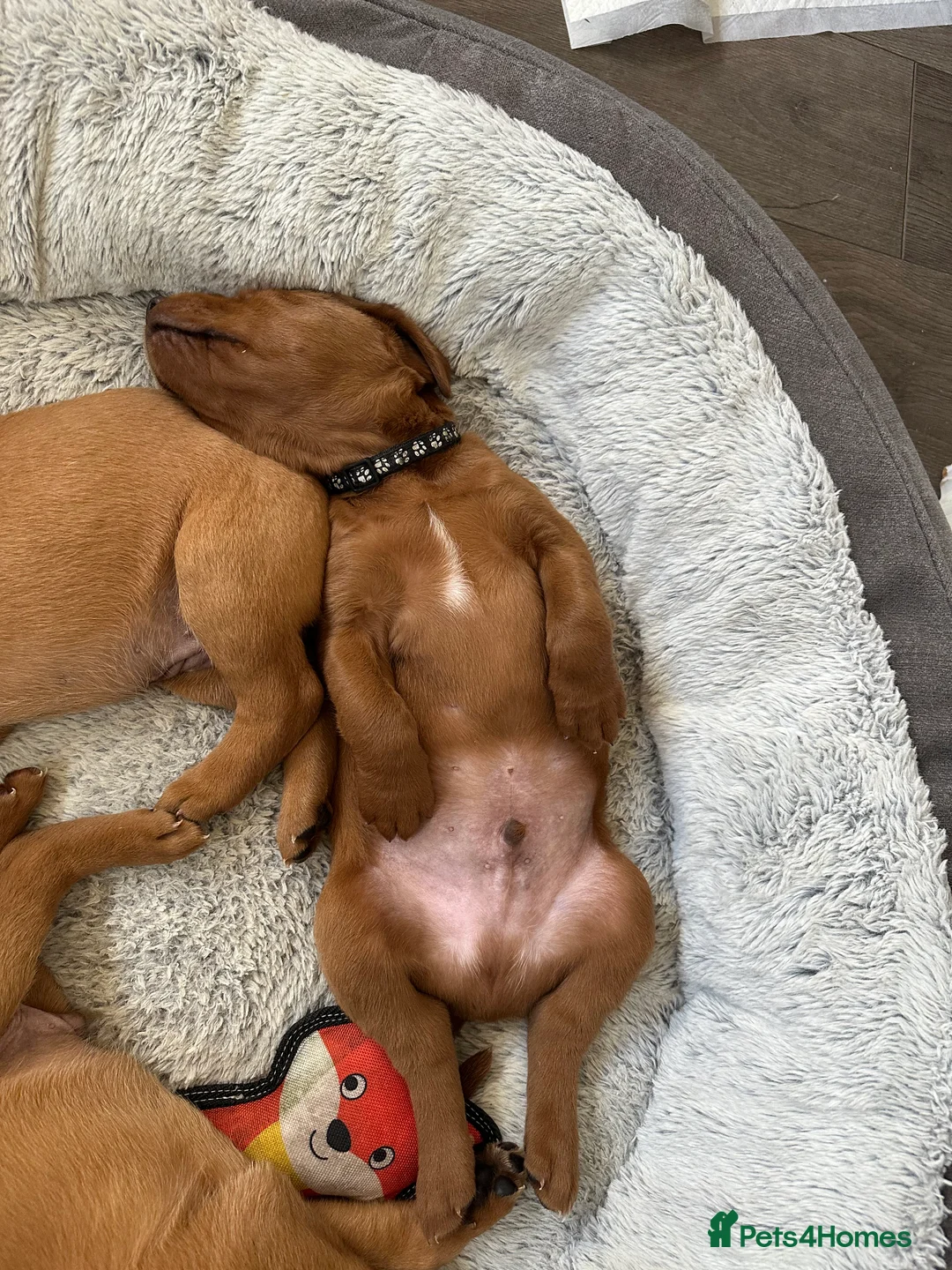 Labrador Retriever dogs for sale: Dark fox red Labrador puppies in Newcastle upon Tyne - Advert 2