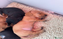 Miniature Dachshund dogs for sale: Smooth blonde miniature dachshund puppy  - Image 9