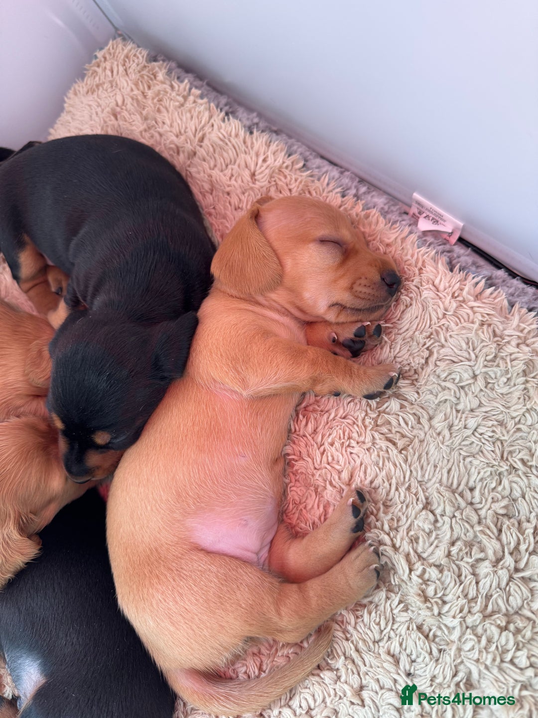 Miniature Dachshund dogs for sale: Smooth blonde miniature dachshund puppy  - Image 9