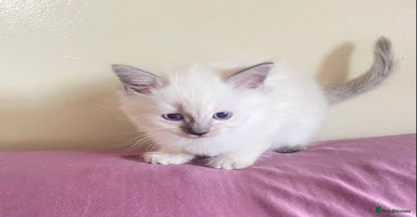 Ragdoll cats - Advert 8
