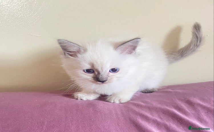 Ragdoll cats - Advert 2