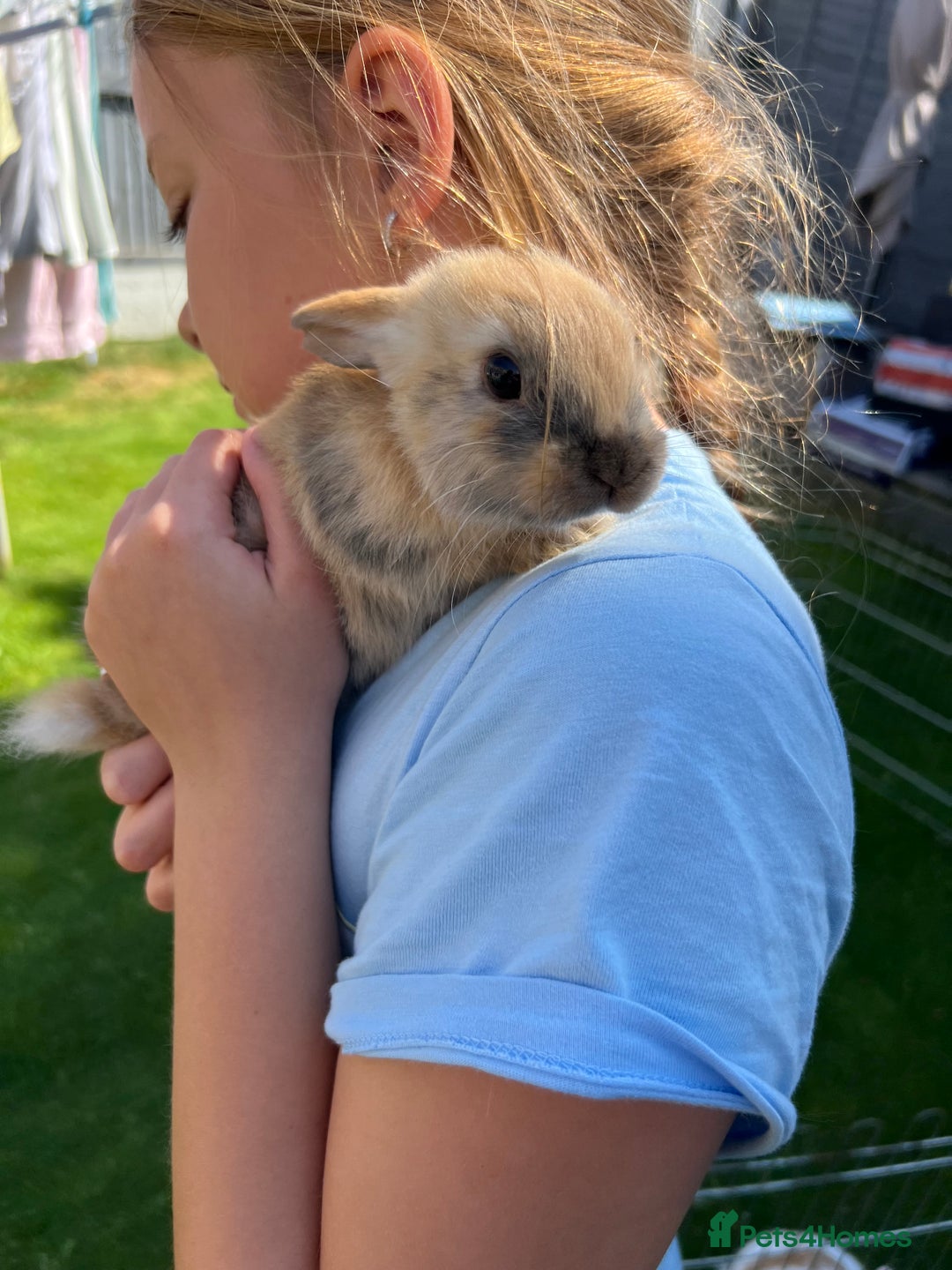 Mixed Breed rabbits for sale: Ready 3 beautiful lion head/English spot bunny’s  - Image 6