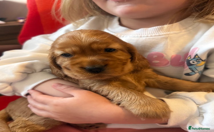 Cocker Spaniel dogs - Advert 10